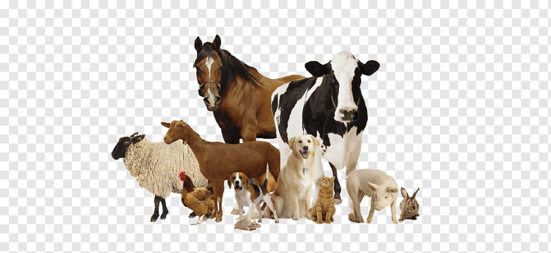 VETERINARY